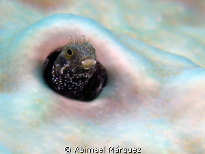 Underwater snow, Culebra by Abimael Márquez 